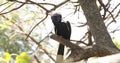 Silvery-cheeked hornbill perches on tree