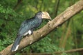 Silvery-cheeked hornbill