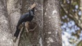 Silvery-cheeked Hornbill on Tree Stump