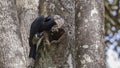 Silvery-cheeked Hornbill on Tree Trunk