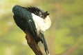 Silvery-cheeked hornbill