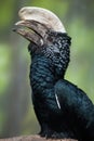 Silvery-cheeked hornbill (Bycanistes brevis).