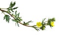 Silvery Cinquefoil Potentilla argentea Royalty Free Stock Photo