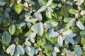 Silvery foliage of Elaeagnus pungens