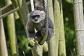 Silvery gibbon Royalty Free Stock Photo