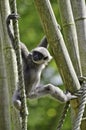 Silvery gibbon Royalty Free Stock Photo