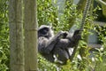 Silvery gibbon Royalty Free Stock Photo