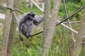 Silvery gibbon