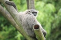 Silvery gibbon