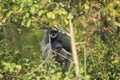 Silvery gibbon Royalty Free Stock Photo