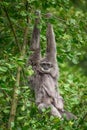 Silvery gibbon Hylobates moloch with a newborn