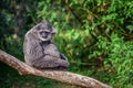 Silvery gibbon Hylobates moloch