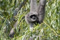 Silvery gibbon, Hylobates moloch, is very rare, with a small population of Java