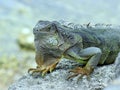 Silvery green iguana posing Royalty Free Stock Photo