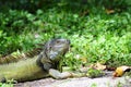 Silvery Iguana Royalty Free Stock Photo
