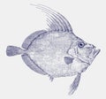 Silvery john dory, a marine fish in side view