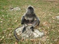 Silvery langur monkey sitting on a stone (trachypithecus cristatus). Royalty Free Stock Photo