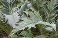 Cynara cardunculus plant Royalty Free Stock Photo