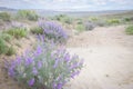Silvery Lupine Lupinus argenteus and Golden Aster Heterotheca villosa Purple and Yellow Wildflowers In Colorado High Desert