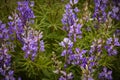 Silvery Lupine Purple Wildflowers In Colorado