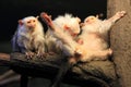 Silvery marmoset