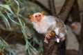 Silvery marmoset (Callithrix argentata) Royalty Free Stock Photo