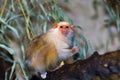 Silvery marmoset (Callithrix argentata) Royalty Free Stock Photo