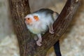 Silvery marmoset (Callithrix argentata) Royalty Free Stock Photo