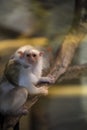 Silvery Marmoset, Callithrix argentata, a rare primate jungle Royalty Free Stock Photo
