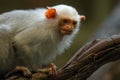 Silvery Marmoset - Mico argentatus, beautiful small primate with silvery fur from Amazon rainforests