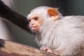 Silvery marmoset Royalty Free Stock Photo