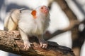 Silvery marmoset Royalty Free Stock Photo