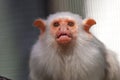 Silvery marmoset Royalty Free Stock Photo