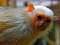 Silvery Marmoset