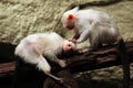 Silvery marmoset (Mico argentatus). Royalty Free Stock Photo