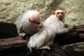 Silvery marmoset (Mico argentatus).