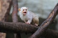 Silvery marmoset Royalty Free Stock Photo