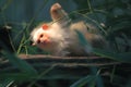 Silvery marmoset