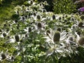 Silvery prickle blue-Headed common Royalty Free Stock Photo