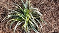 Silvery Sunproof Liriope - Liriope 'Silvery Sunproof' in pine straw bed