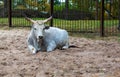 Silvery-white Hungarian Grey, also known as the Hungarian Grey Steppe, cow Bos taurus lying on the ground