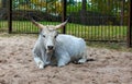 Silvery-white Hungarian Grey, also known as the Hungarian Grey Steppe, cow Bos taurus lying on the ground