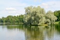 The silvery willows growing on the island of Lake Beloye in Gatchina park