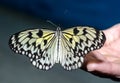 Silvery-yellow big butterfly sits spread its wings on a human open palm on a blue-grey background