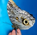 Silvery-yellow butterfly sits folding its wings on a human open Royalty Free Stock Photo