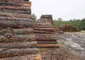 Silviculture in Germany.