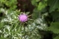 Silybum marianum, also known as a Holy Thistle in full splendor .This species is an annual or biennial plant of the