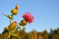Silybum marianum cardus marianus, Mary thistle or Scotch thistle purple blooming flowers, evening light, on blue sky Royalty Free Stock Photo