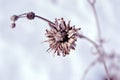 Silybum marianum cardus marianus, milk thistle, blessed milkthistle, Marian thistle, Mary thistle or Scotch thistle dry flowers Royalty Free Stock Photo