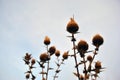 Silybum marianum cardus marianus, milk thistle, blessed milkthistle, Marian thistle, Mary thistle or Scotch thistle dry flowers Royalty Free Stock Photo